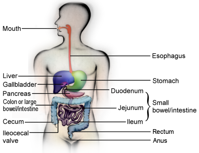 Normal Movements of the Digestive Tract digestive tract